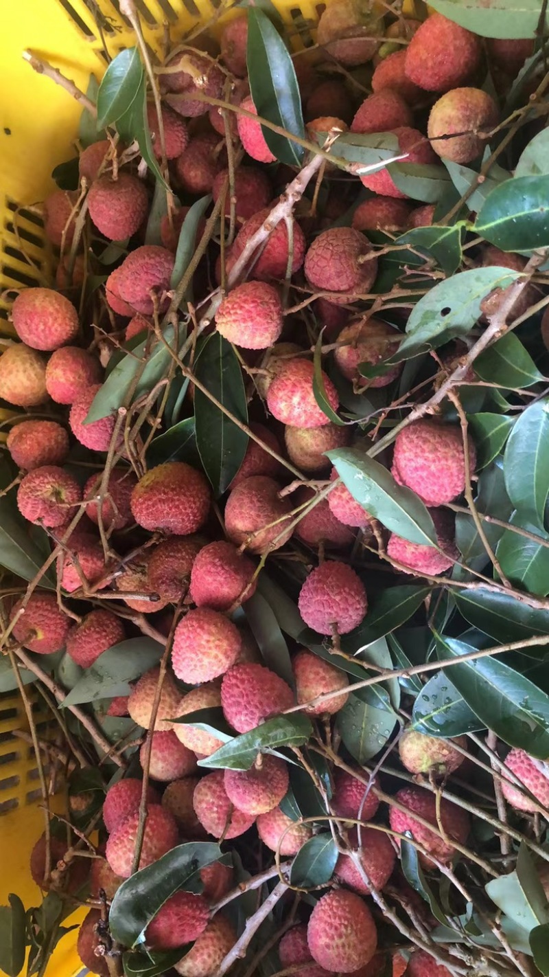 【实力】桂味荔枝香甜可口一手货源量大从优