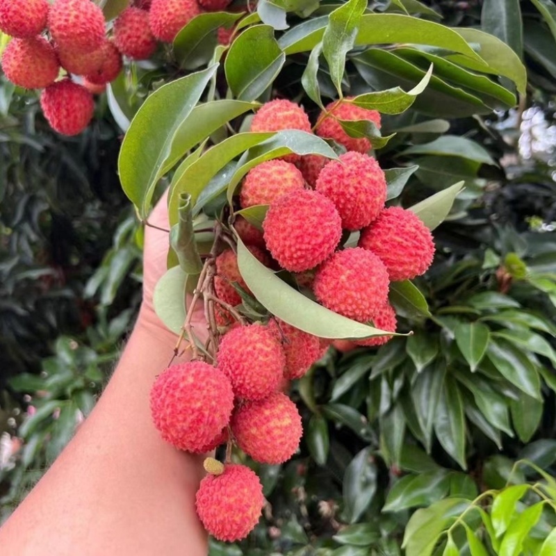 【实力】桂味荔枝香甜可口一手货源量大从优