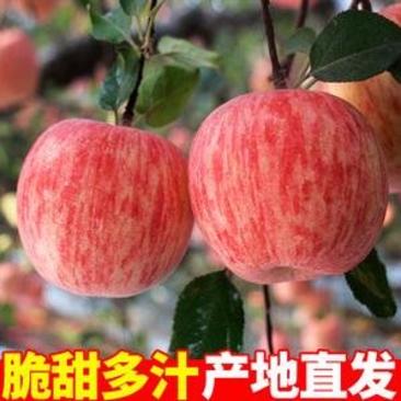 山东正宗红富士苹果批发保质保量常年供应