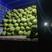 海南菠萝密产地直发对接全国市场可视频看货欢迎来电