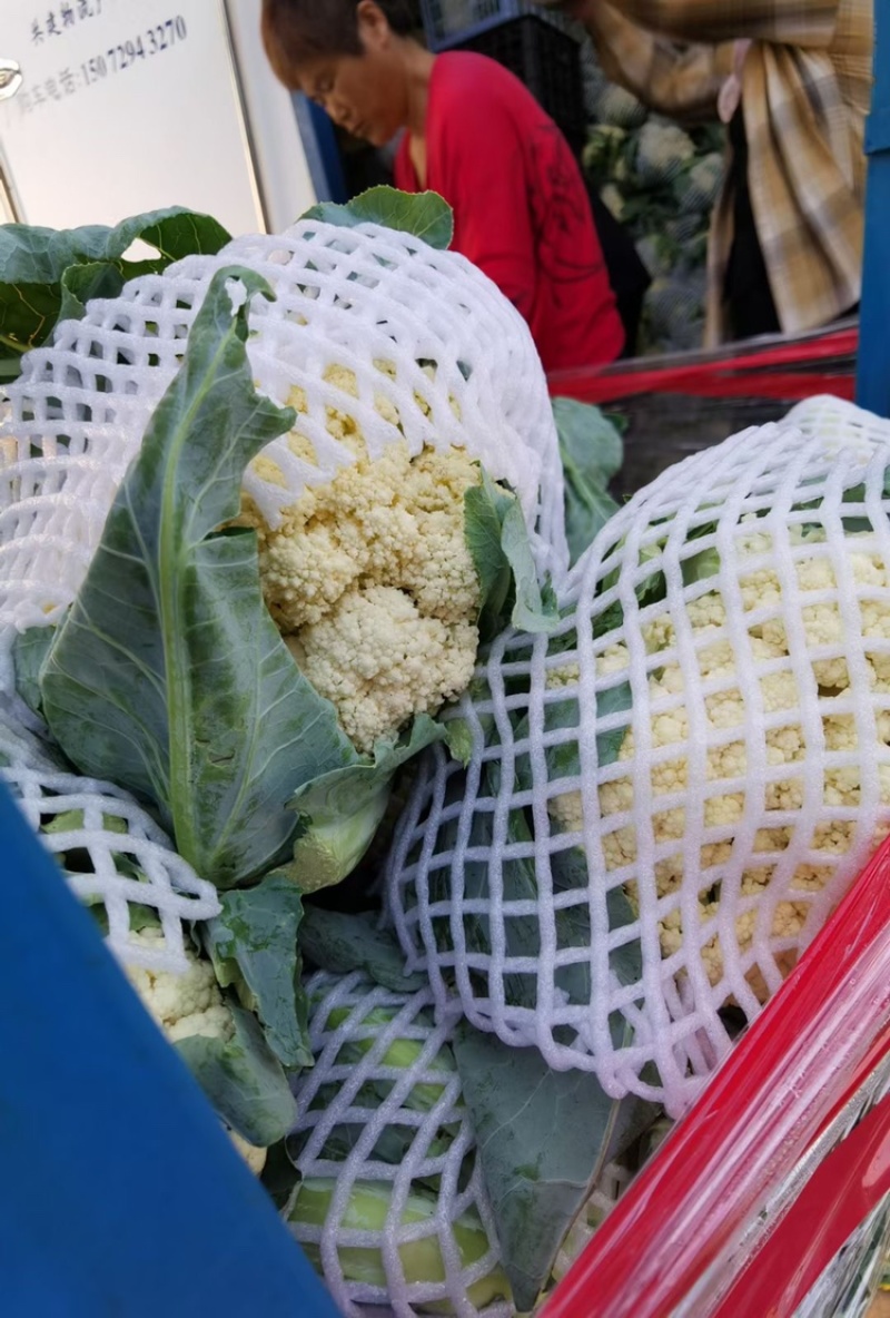 有机花菜开封精品有机花菜，青梗白面，价格优，欢迎来电