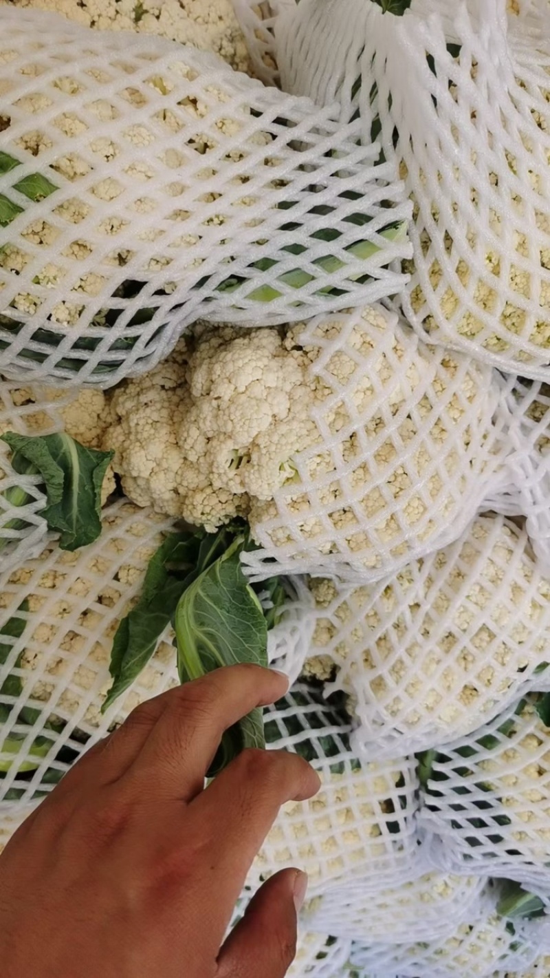 有机花菜开封精品有机花菜，青梗白面，价格优，欢迎来电