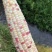 【推荐】四川精品花糯玉米万亩基地大量上市货源充足