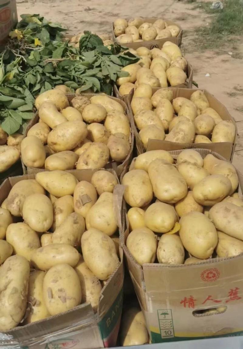 黄心土豆/V7土豆产地发货商超电商供货欢迎客商订货