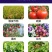 流体硼叶面肥促进发芽分化促进花粉萌发单一元素