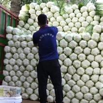 黄心白菜河南产区大量供货中全国发货欢迎客订货