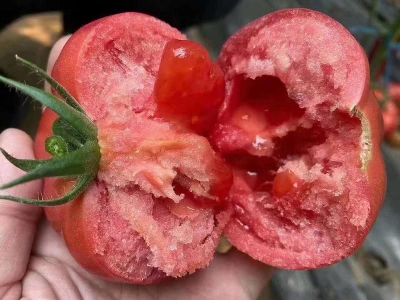 草莓西红柿苗/绿肩普罗旺斯口感好品种