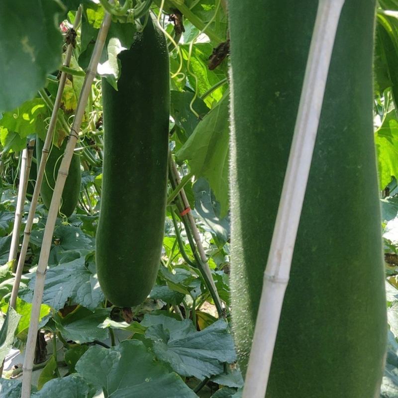 上林县《黑皮冬瓜》