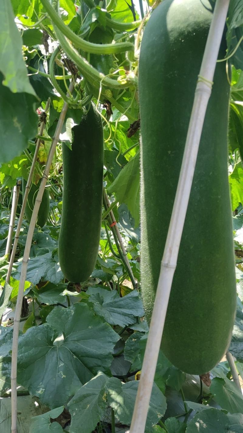 上林县《黑皮冬瓜》