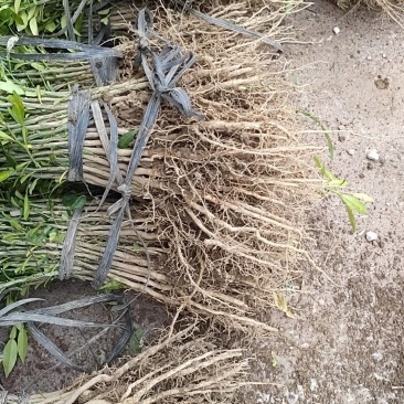 香橙苗实生苗场地直销售种子苗木供应靠接优质砧木