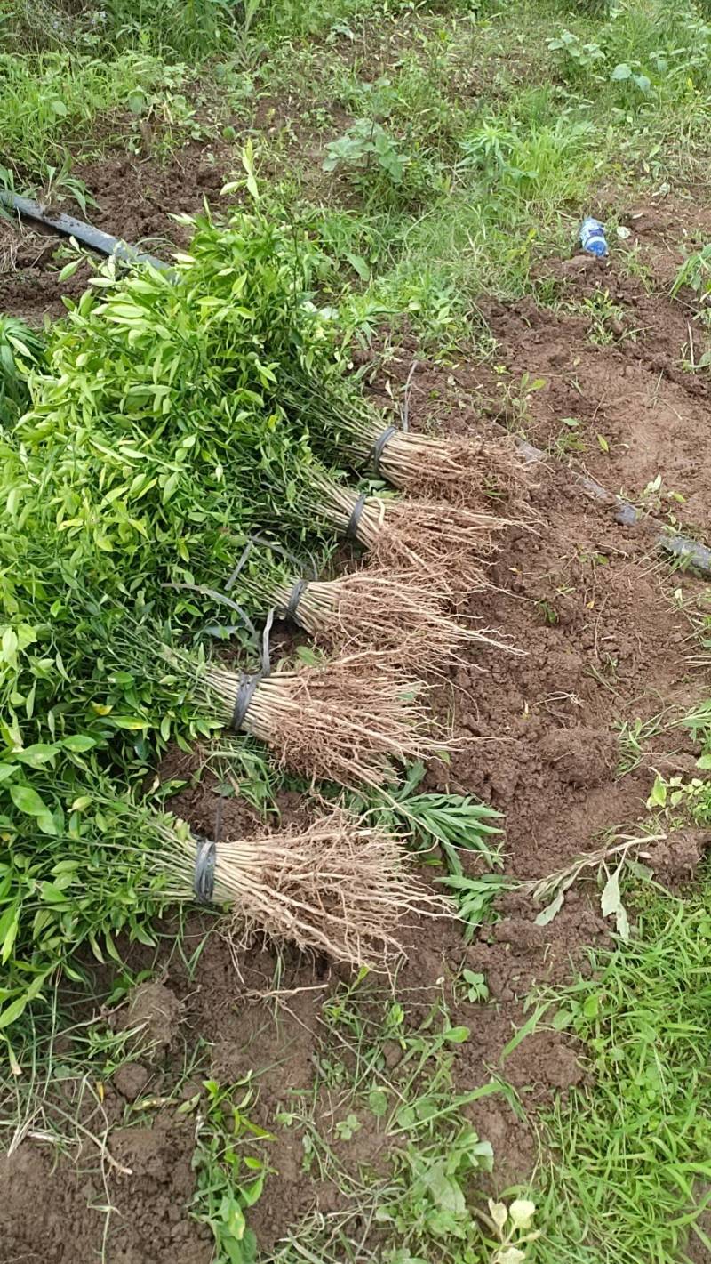 香橙苗实生苗场地直销售种子苗木供应靠接优质砧木