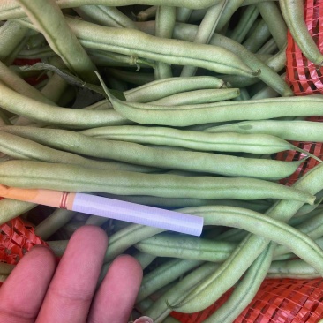 精品刀豆
