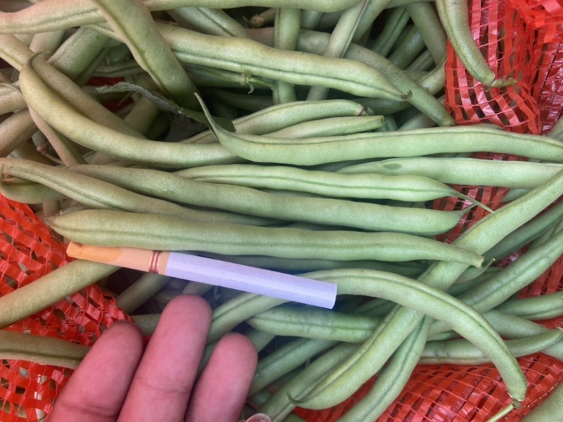 精品刀豆
