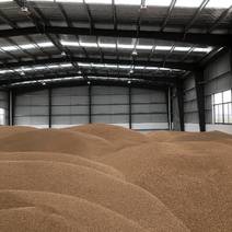 浙江湖州2023新干小麦。