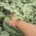 甜王西瓜大量上市了