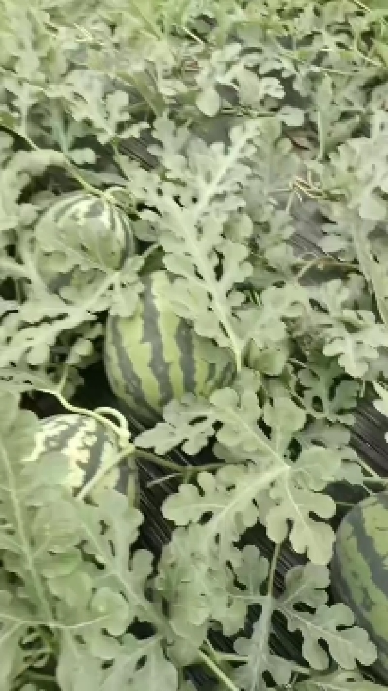 甜王西瓜大量上市了