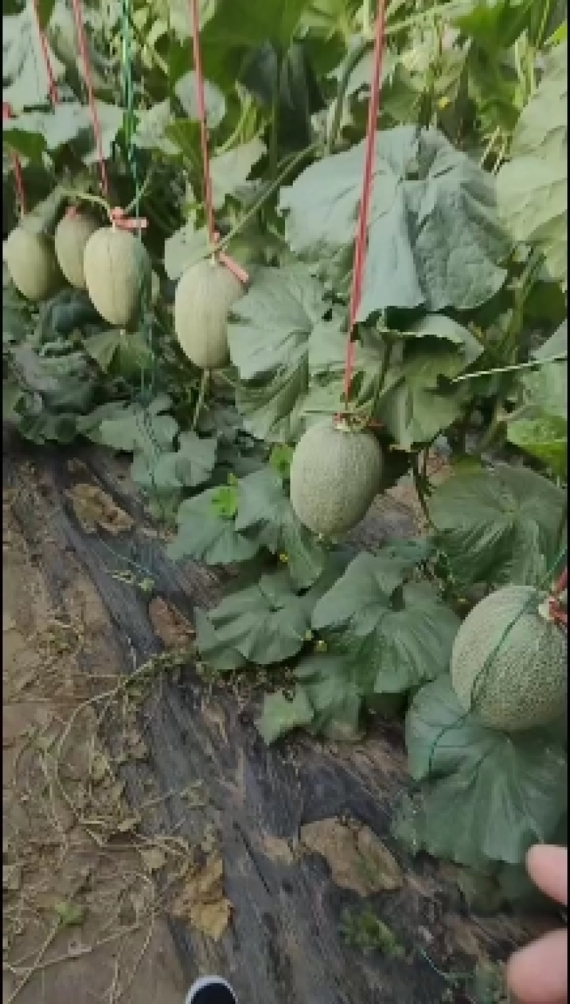 网纹，美华，网五，啊鲁斯等大量现货，对接电商团购批发商