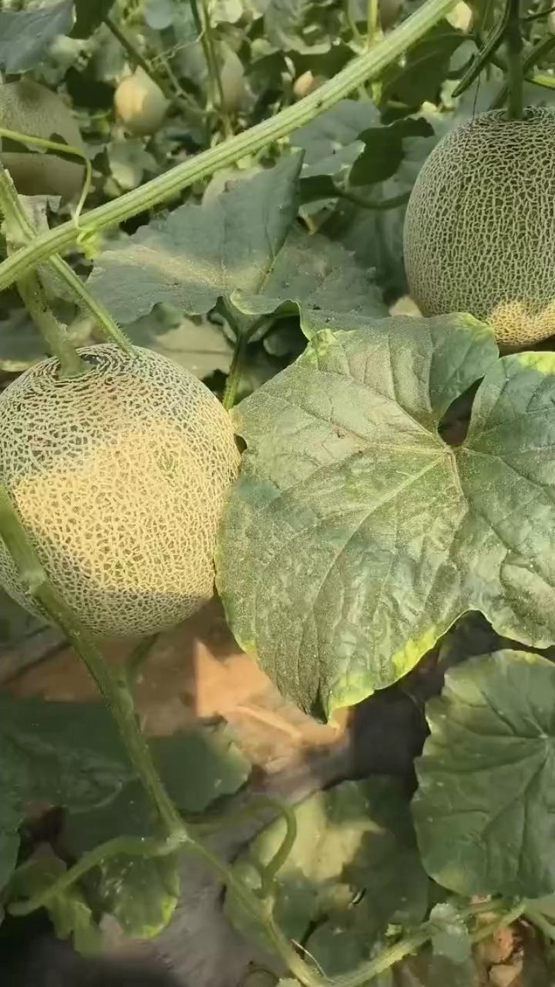 网纹，美华，网五，啊鲁斯等大量现货，对接电商团购批发商