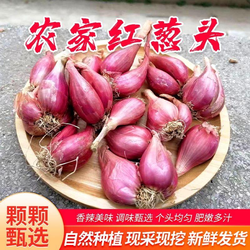【精品】四川红葱头黄葱头小香葱头全国发货价格优惠欢迎来电