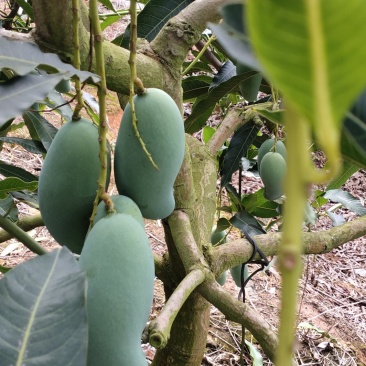 广西百色各种品种芒果