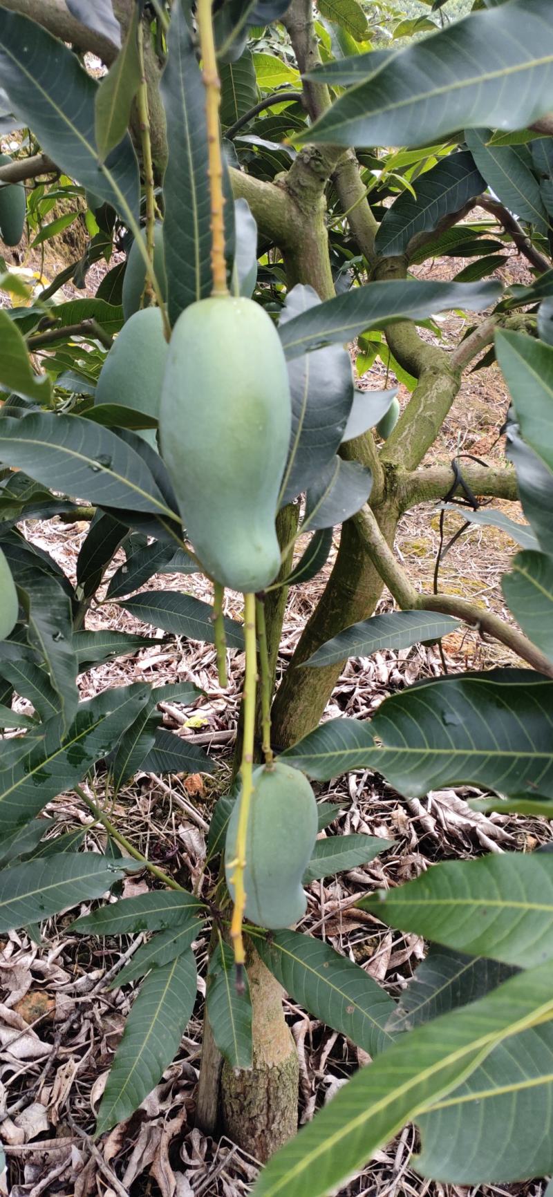 广西百色各种品种芒果