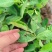 20%甲维盐茚虫威玉米钻心虫果树蔬菜甜菜夜蛾菜青虫杀虫