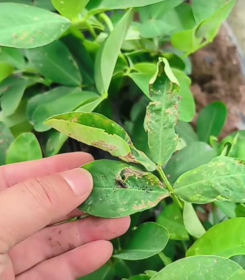 20%甲维盐茚虫威玉米钻心虫果树蔬菜甜菜夜蛾菜青虫杀虫