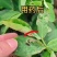 20%甲维盐茚虫威玉米钻心虫果树蔬菜甜菜夜蛾菜青虫杀虫