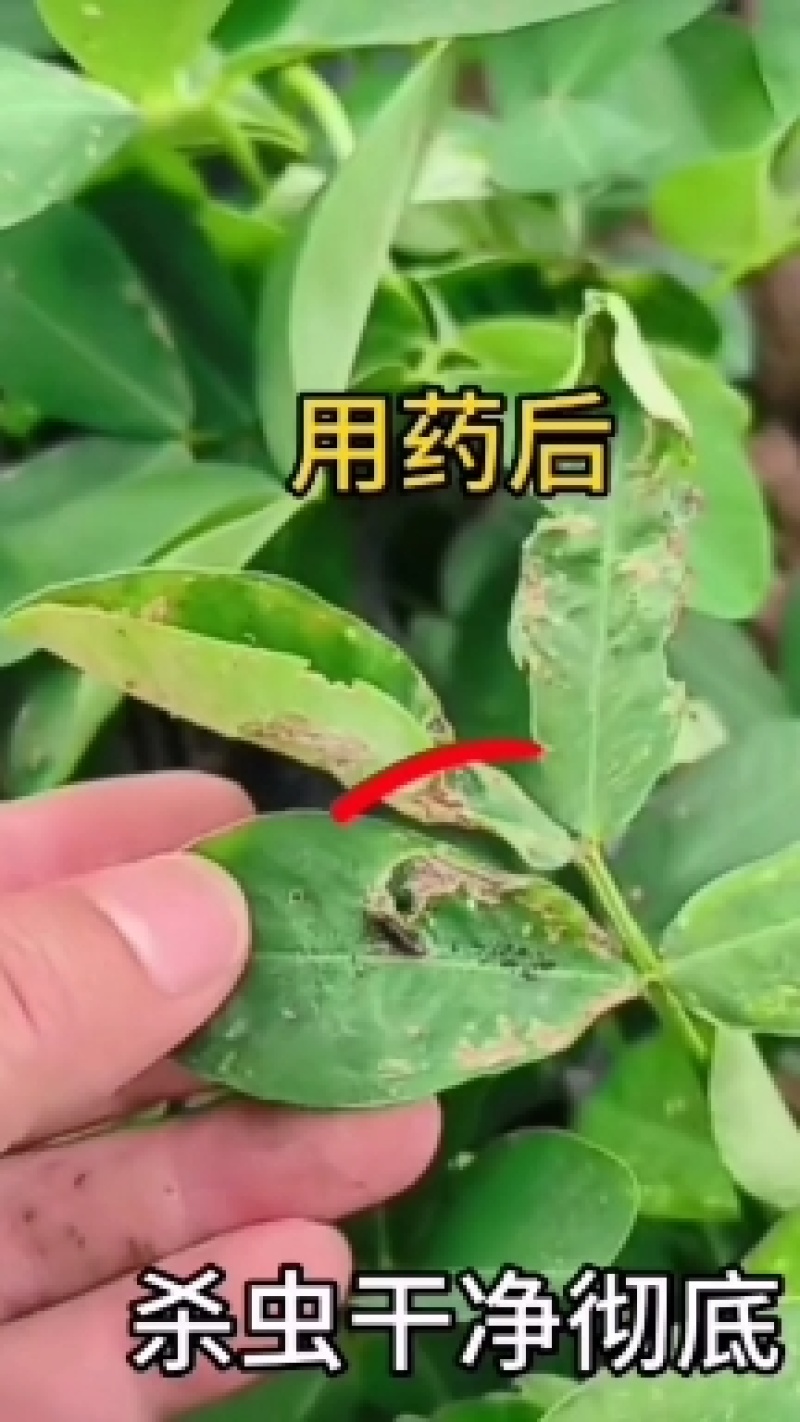 20%甲维盐茚虫威玉米钻心虫果树蔬菜甜菜夜蛾菜青虫杀虫