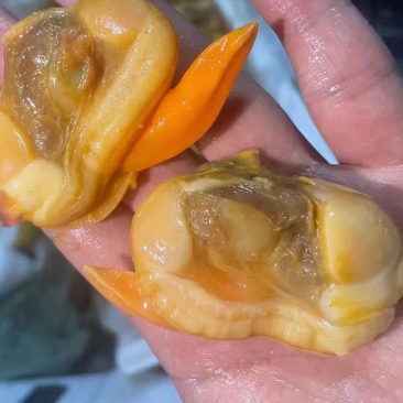 蛤蜊肉文蛤贝类蚬子肉花甲肉嘎啦肉海鲜批发贝类文贝肉大颗粒