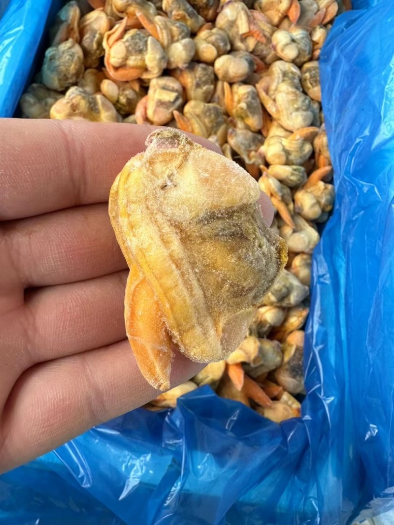 蛤蜊肉文蛤贝类蚬子肉花甲肉嘎啦肉海鲜批发贝类文贝肉大颗粒