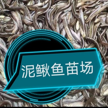 泥鳅苗出售