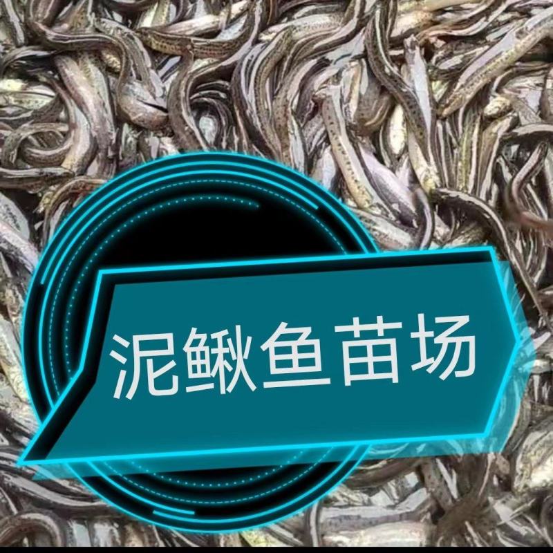泥鳅苗出售