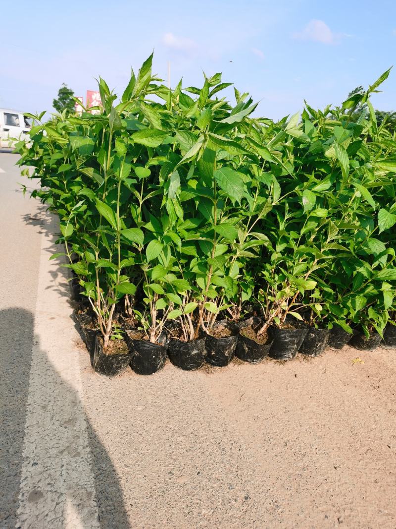 红王子锦带大杯苗多分支高度50/70公分大量出售