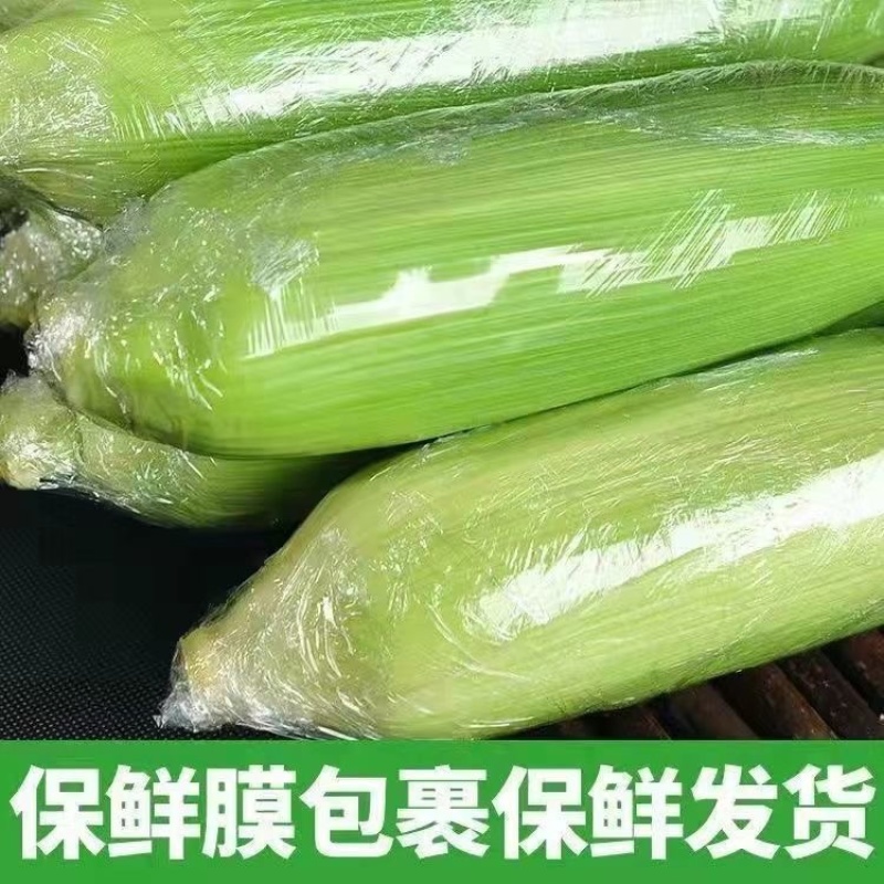 水果玉米现摘新鲜玉米甜玉米棒产地直供水果玉米一件代发