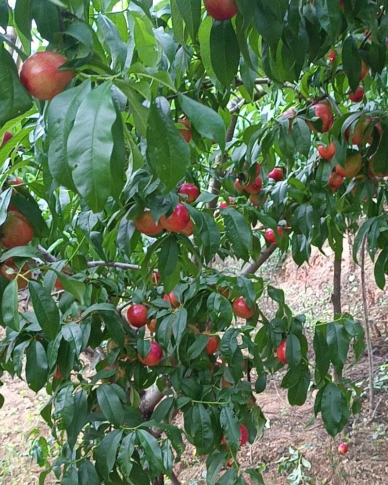 油桃