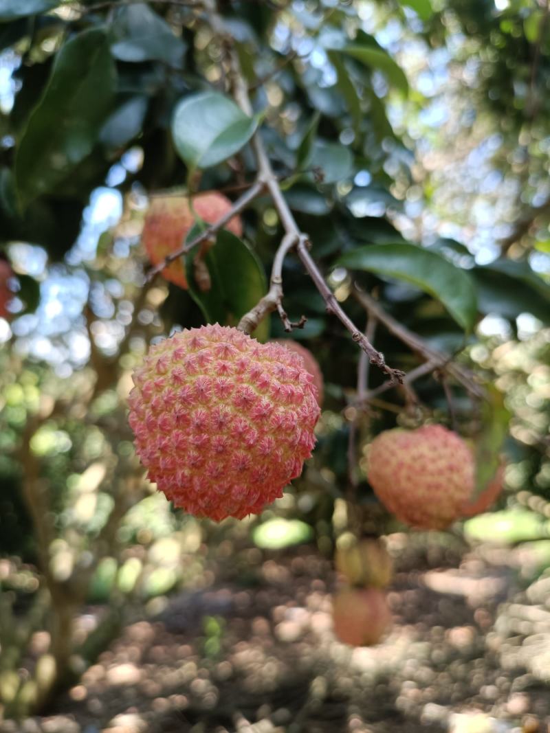 黄皮荔枝大量上市