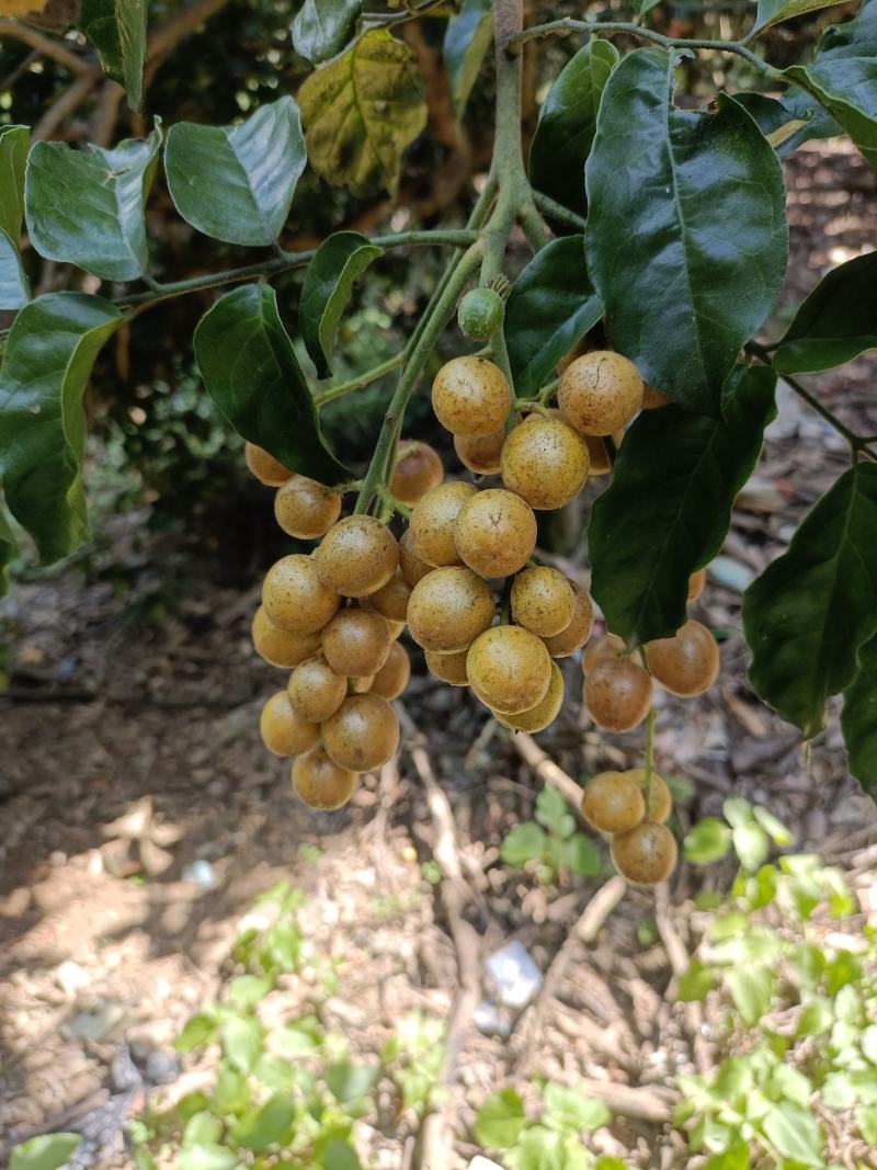 黄皮荔枝大量上市