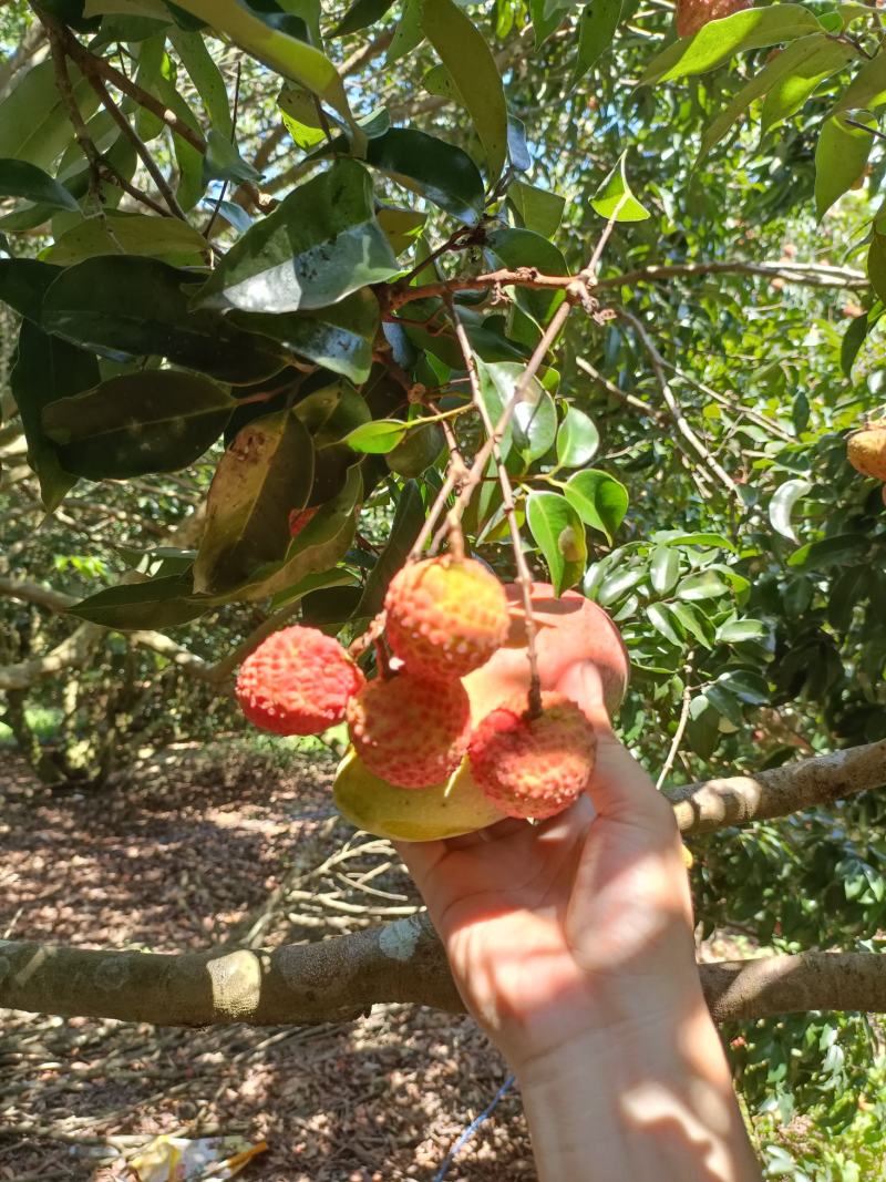 黄皮荔枝大量上市