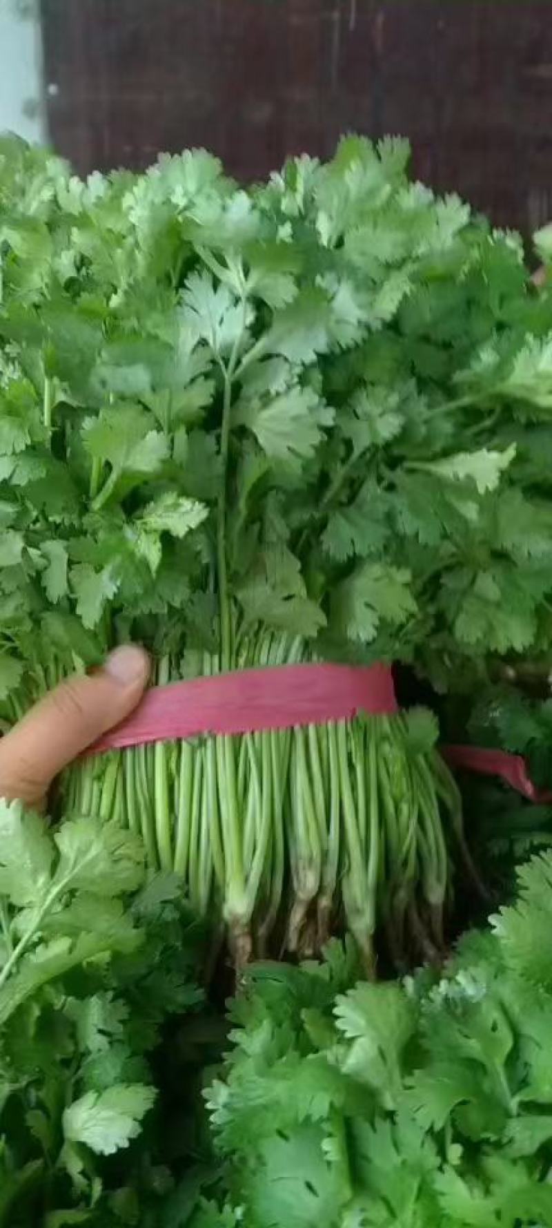 大叶香菜