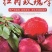 【推荐】四川会理红布林李子供应市场商超电商量大价优