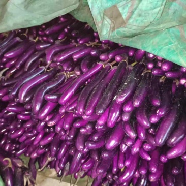 云南建水精品大量上市有需要的老板联系我量大从优