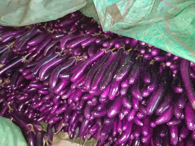 云南建水精品大量上市有需要的老板联系我量大从优