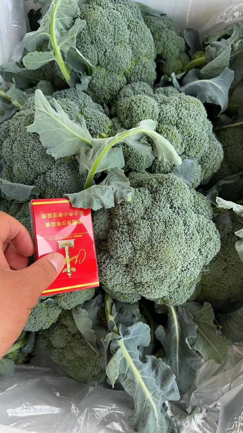 【推荐】紫光圆茄，产地直供，货量充足，诚信经营