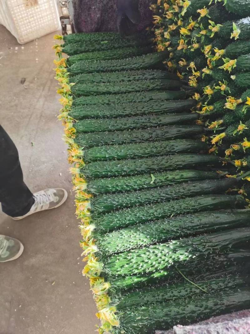 【推荐】紫光圆茄，产地直供，货量充足，诚信经营