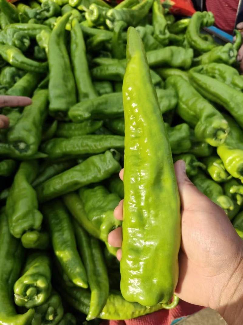 【推荐】紫光圆茄，产地直供，货量充足，诚信经营