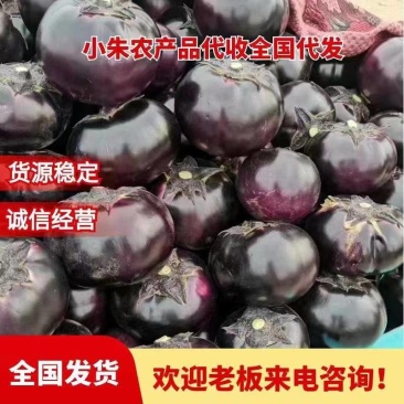 【推荐】紫光圆茄，产地直供，货量充足，诚信经营