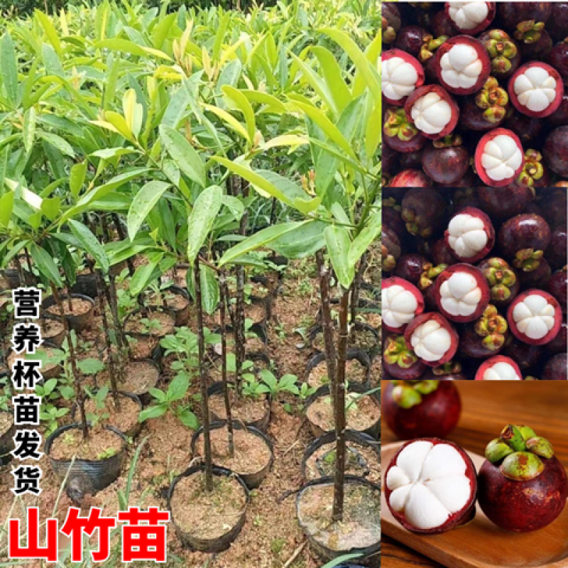 泰国山竹苗岭南黄金山竹嫁接果树苗当年结果庭院四季阳台南方