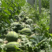安徽西瓜有籽美都西瓜宿州美都一手货源助农