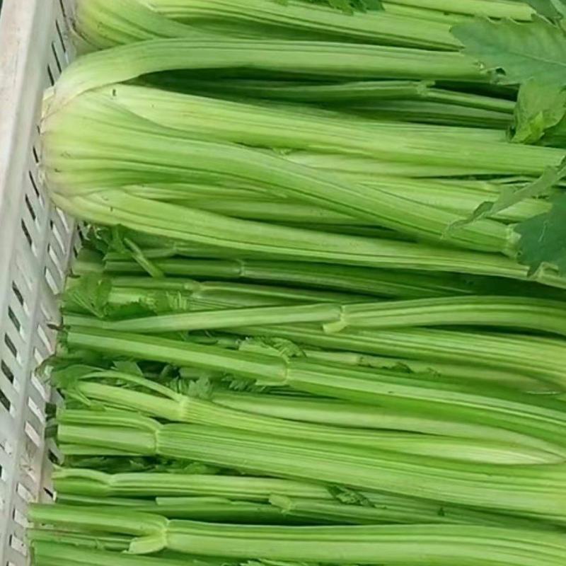 芹菜精品芹菜，货源充足量大从优保质保量欢迎采购